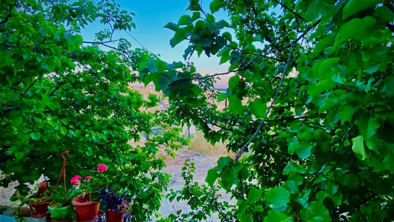 Jerash Canopy Dżarasz Zewnętrze zdjęcie